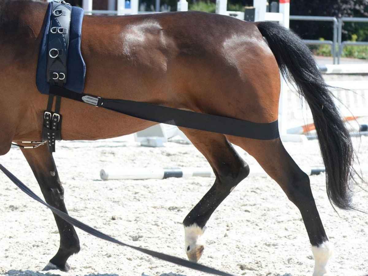 EQuest Körperbandage