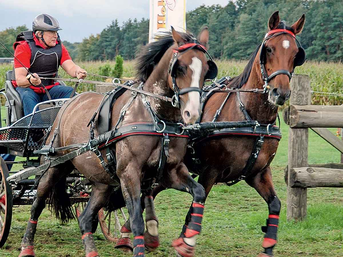 ZILCO Pferdegeschirr Zweispänner ELITE