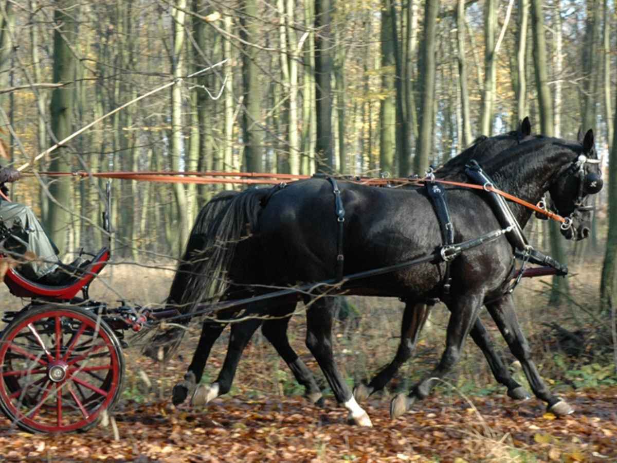 Arden Pferdegeschirr LUX Biothane Zweispänner Englisches Kummet mit Strangträger