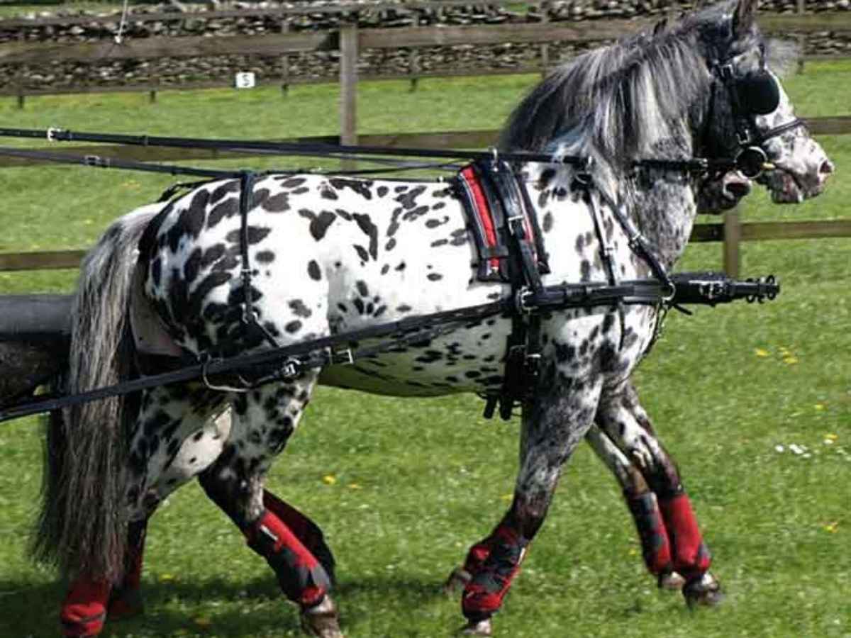 ZILCO Pferdegeschirr Brustblatt Zweispänner SL SHETLAND