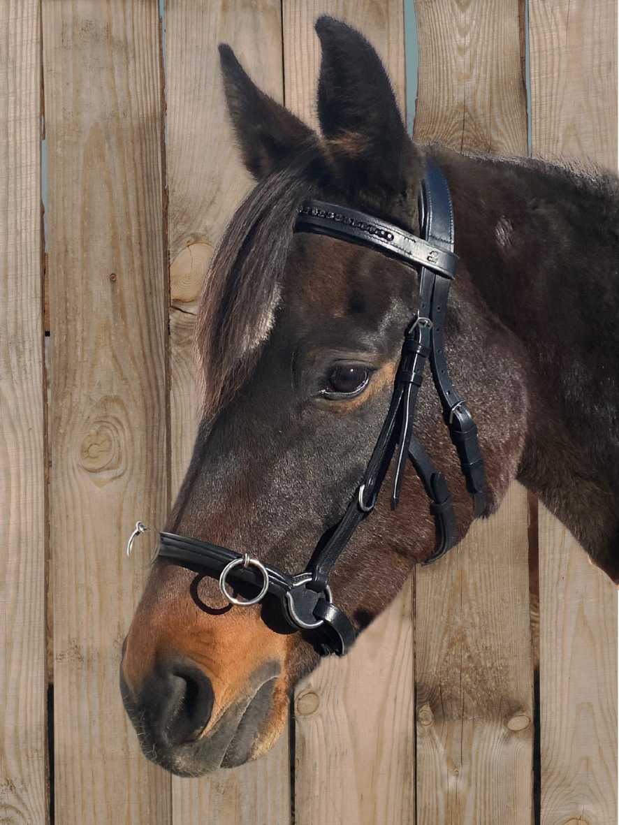 WEISSL Kappzaum Glitzer Black Edition Crystal