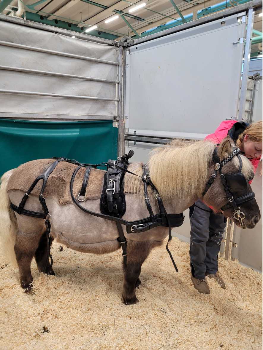 WEISSL Pferdegeschirr Brustblatt Einspänner CLASSIC