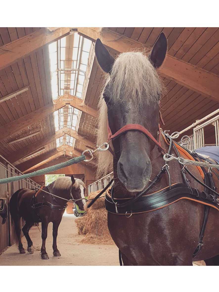 WEISSL Pferdegeschirr Zweispänner Brustblatt Classic
