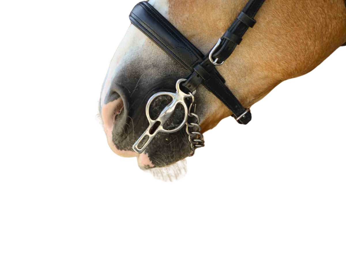 WEISSL Liverpoolkandare mit beweglichen Seitenteilen 2 Schlitze, einfach gebrochen