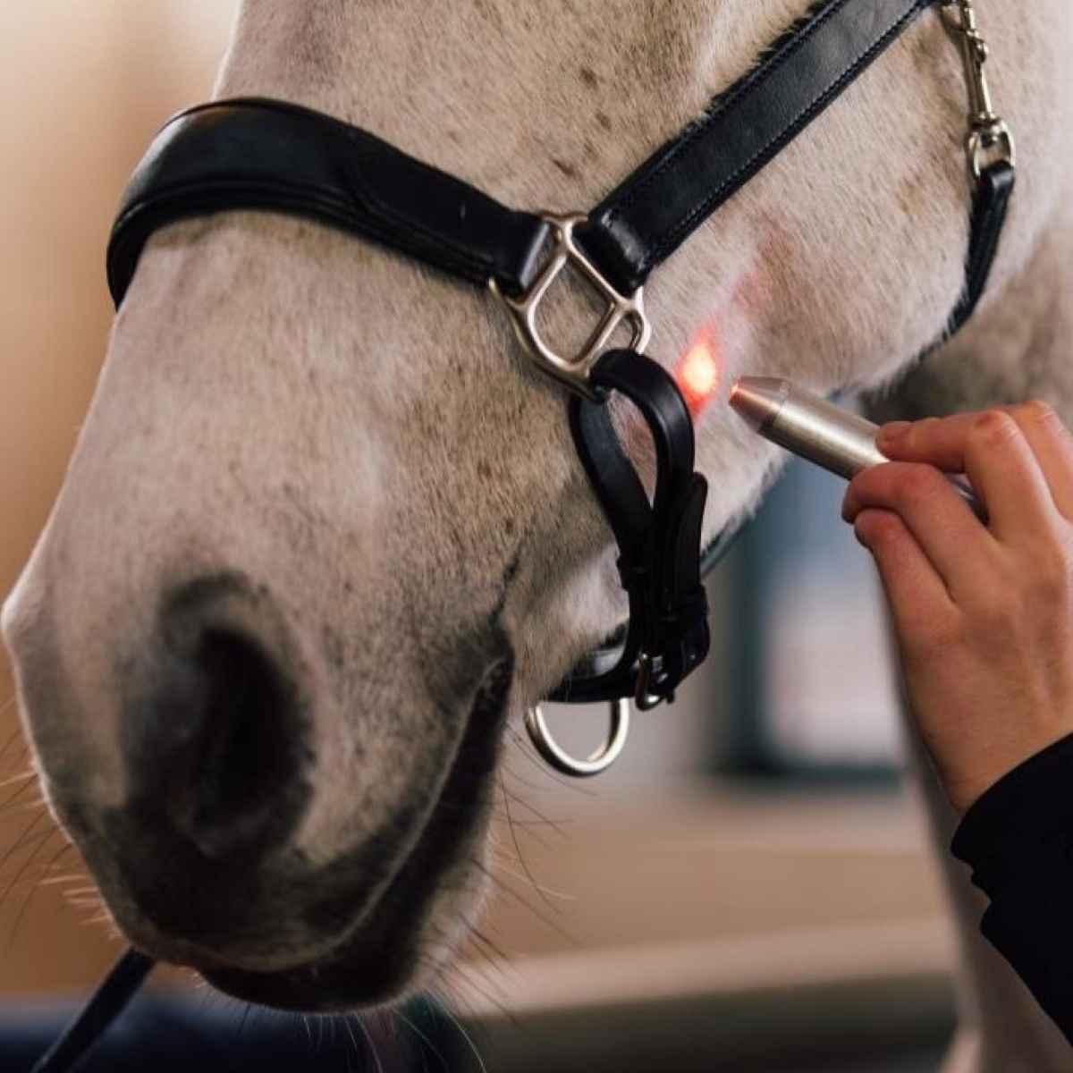 Activomed WLP Pointer Laser für Pferde