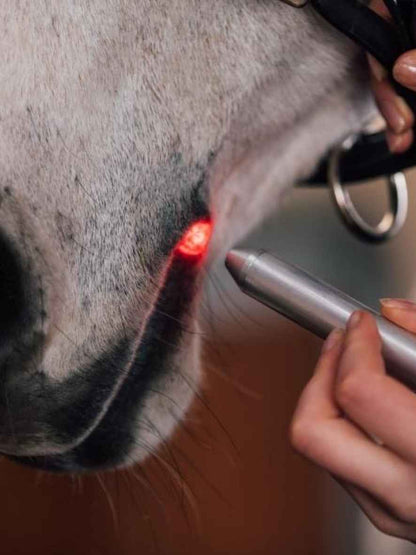 Activomed WLP Pointer Laser für Pferde