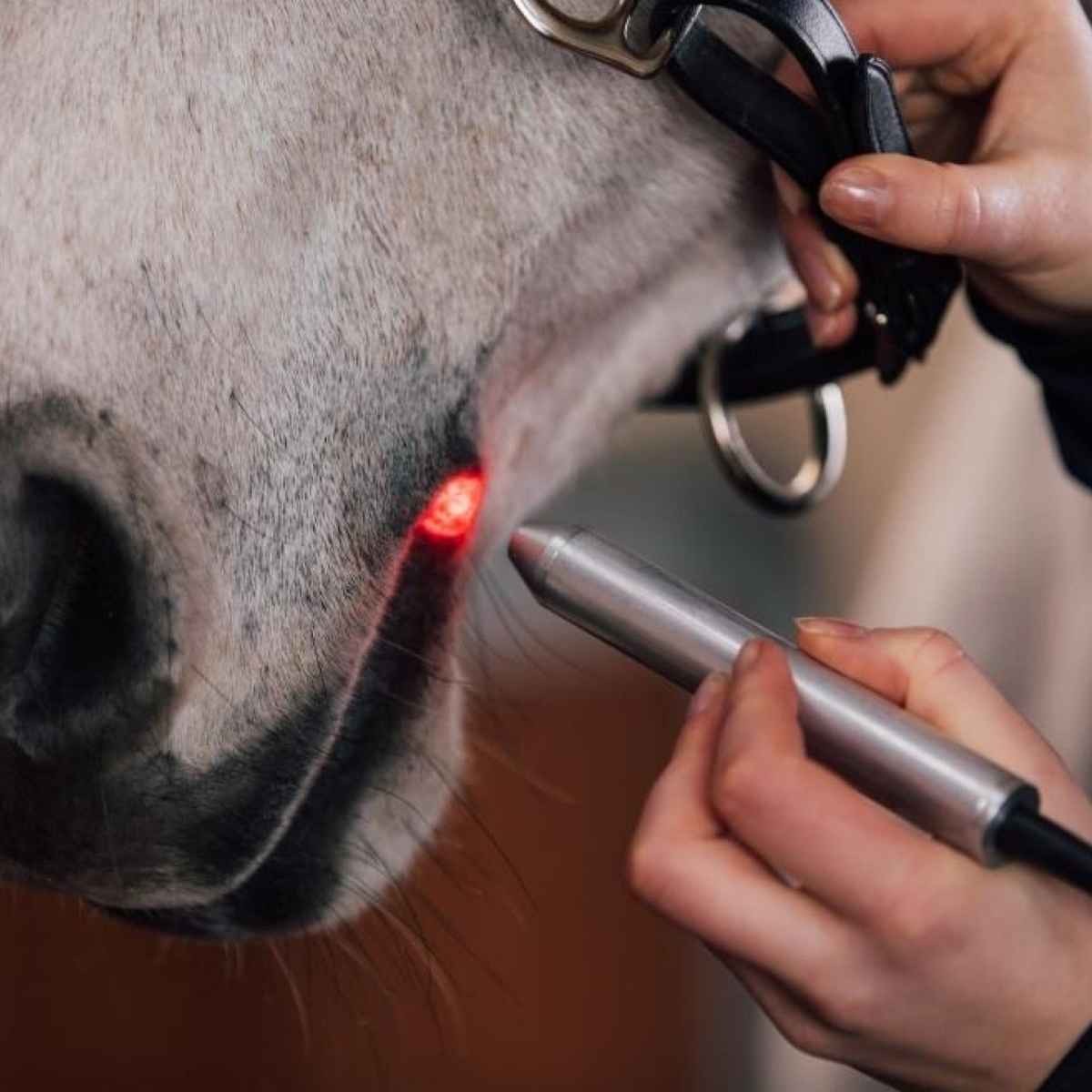 Activomed WLP Pointer Laser für Pferde