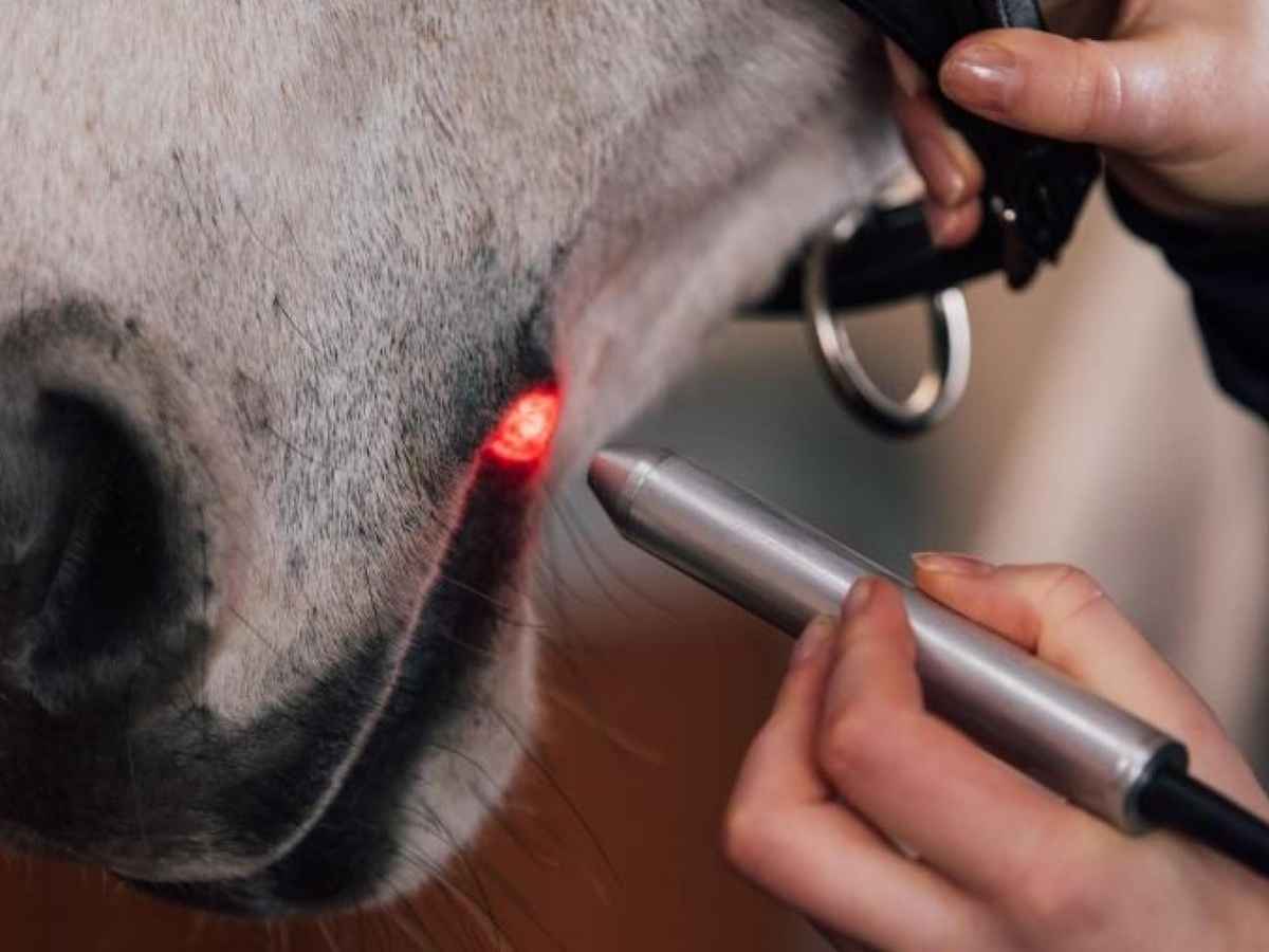 Activomed WLP Pointer Laser für Pferde