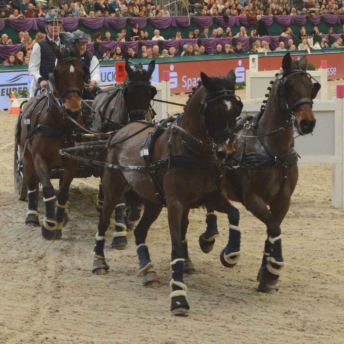 WEISSL Pferdegeschirr Zweispänner Brustblatt PRO