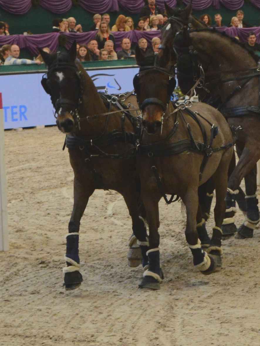 WEISSL Pferdegeschirr Zweispänner Brustblatt PRO