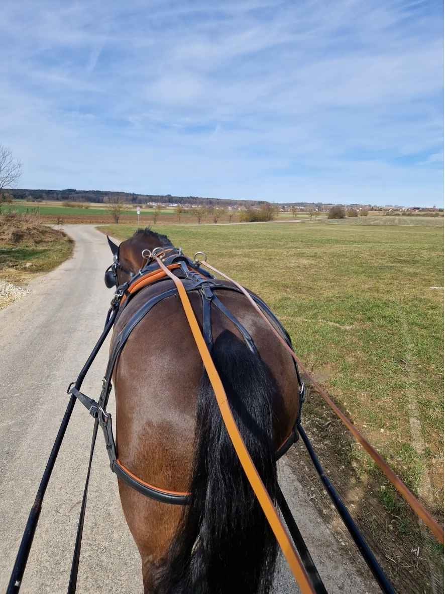 WEISSL Pferdegeschirr Einspänner Brustblatt Classic