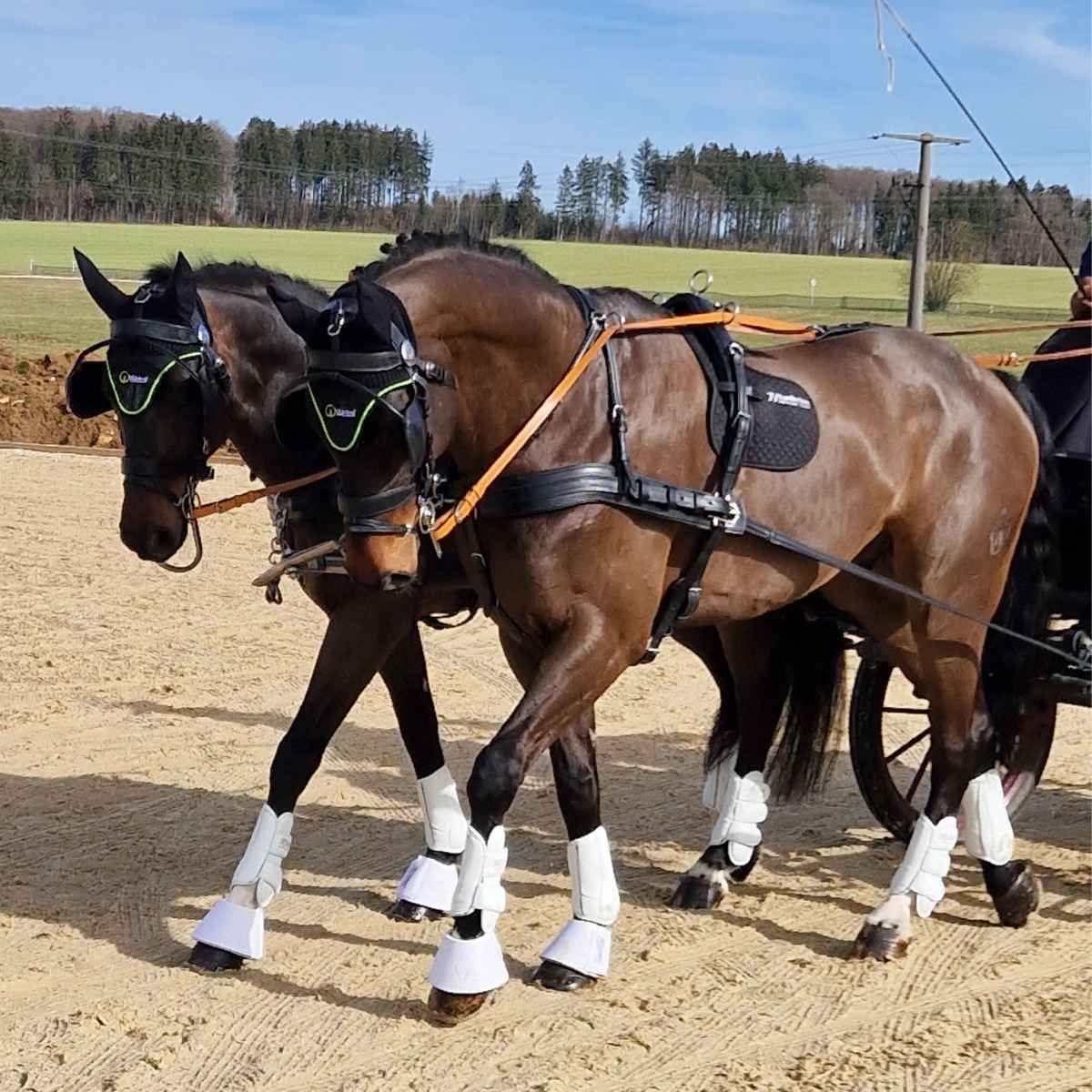 WEISSL Brustblatt Zweispänner links Classic (Einzelteil)