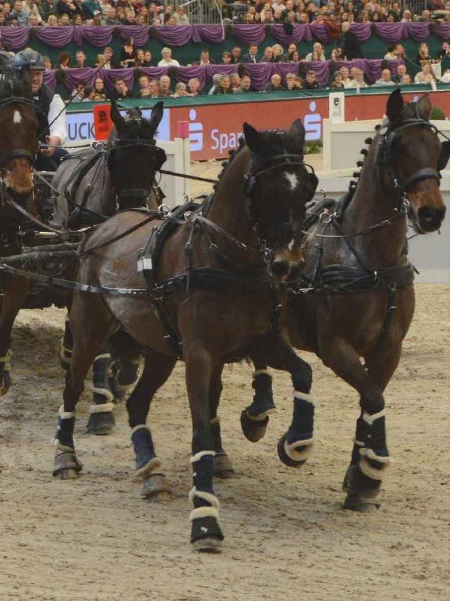 WEISSL Pferdegeschirr Brustblatt Zweispänner PRO