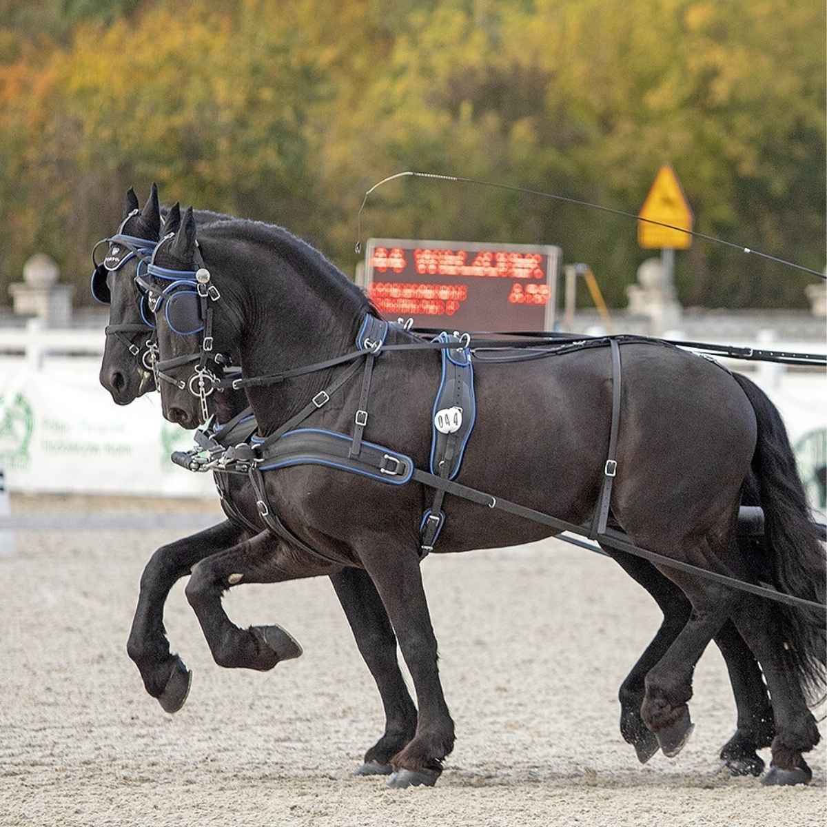 Arden Training Strangträger