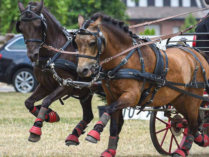 ZILCO Pferdegeschirr Zweispänner CLASSIC