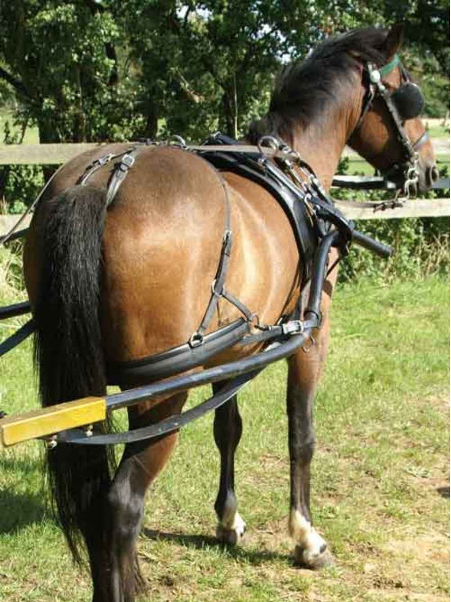 ZILCO Pferdegeschirr für Gig / Sulky CLASSIC