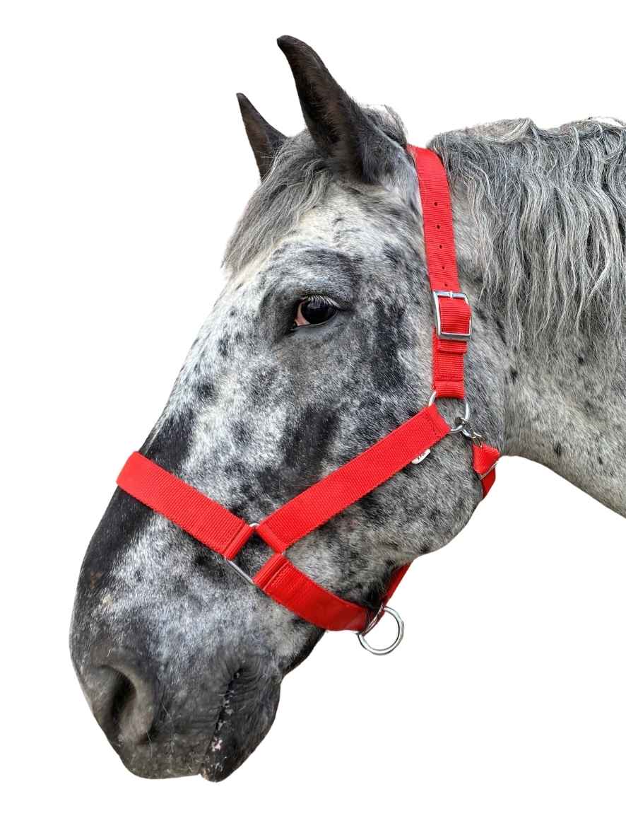 WEISSL Stallhalfter X-Treme