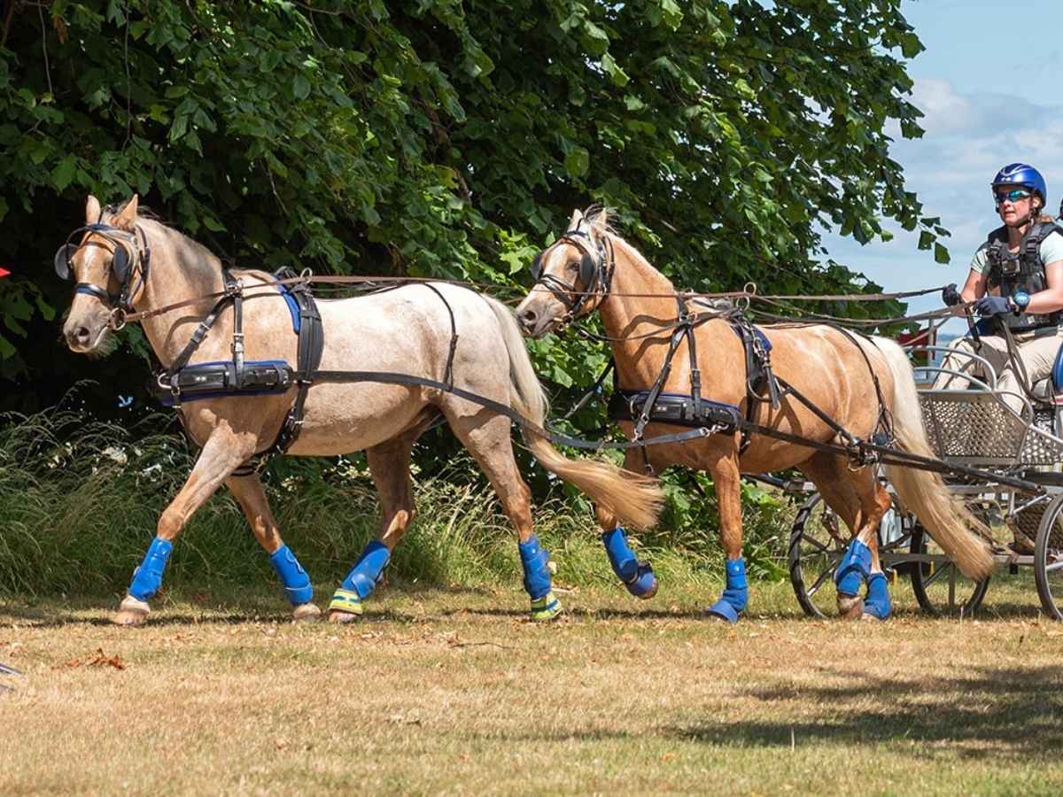 ZILCO Pferdegeschirr Tandem CLASSIC