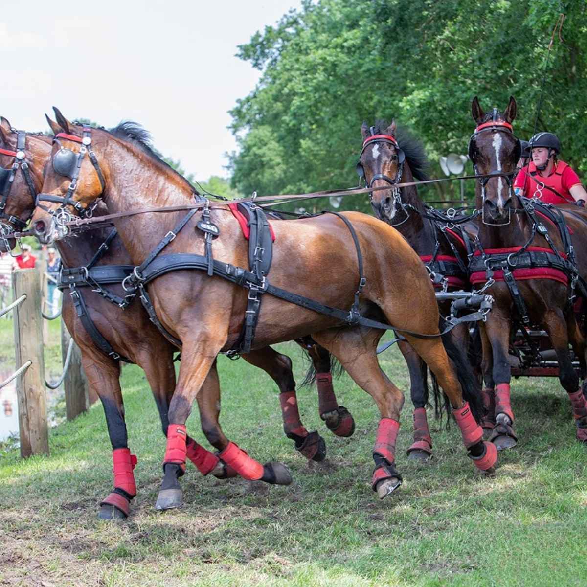 ZILCO Pferdegeschirr Brustblatt Vierspänner ELITE
