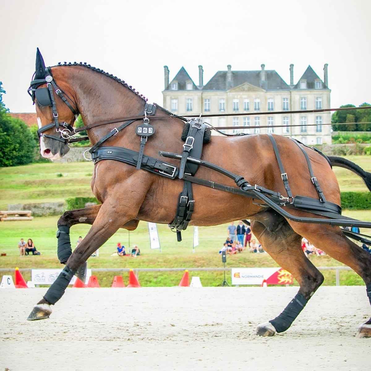 ZILCO Pferdegeschirr Einspänner ELITE / ZGB