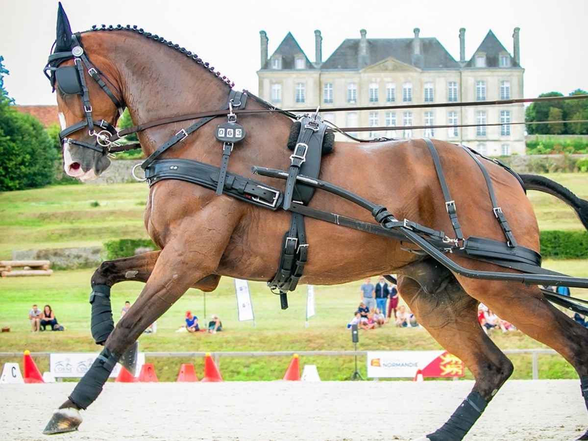 ZILCO Pferdegeschirr Einspänner ELITE / ZGB