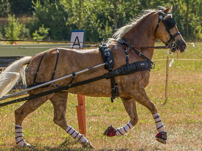 ZILCO Pferdegeschirr Brustblatt Einspänner ZGB