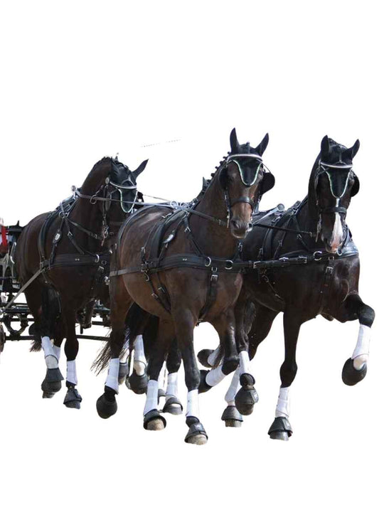 ZILCO Pferdegeschirr Brustblatt Vierspänner CLASSIC