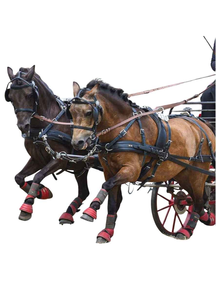 ZILCO Pferdegeschirr Brustblatt Zweispänner CLASSIC 