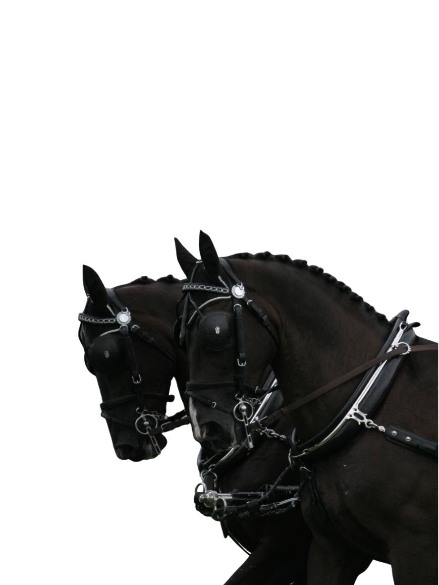 ARDEN Pferdegeschirr englisches Kummet Zweispänner Leder LUX