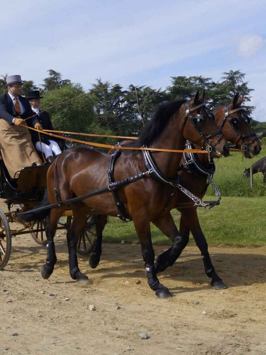 ARDEN Pferdegeschirr englisches Kummet Zweispänner Leder SUPER LUX