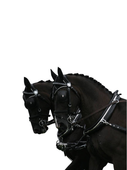 ARDEN Pferdegeschirr englisches Kummet Zweispänner Leder SUPER LUX