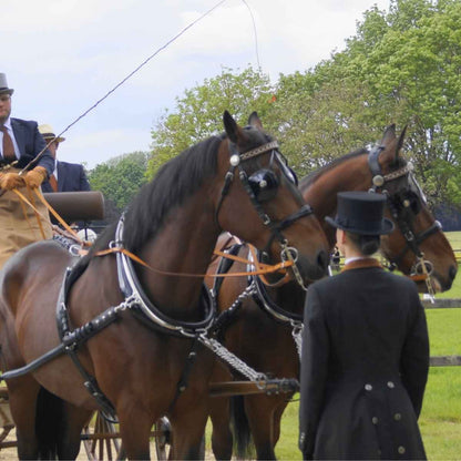 ARDEN Pferdegeschirr englisches Kummet Zweispänner Leder SUPER LUX