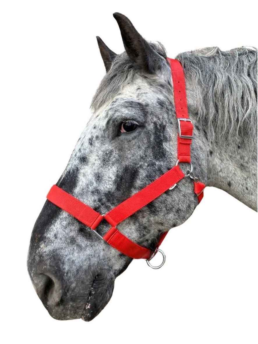 WEISSL Kaltbluthalfter X-Treme, extra stark