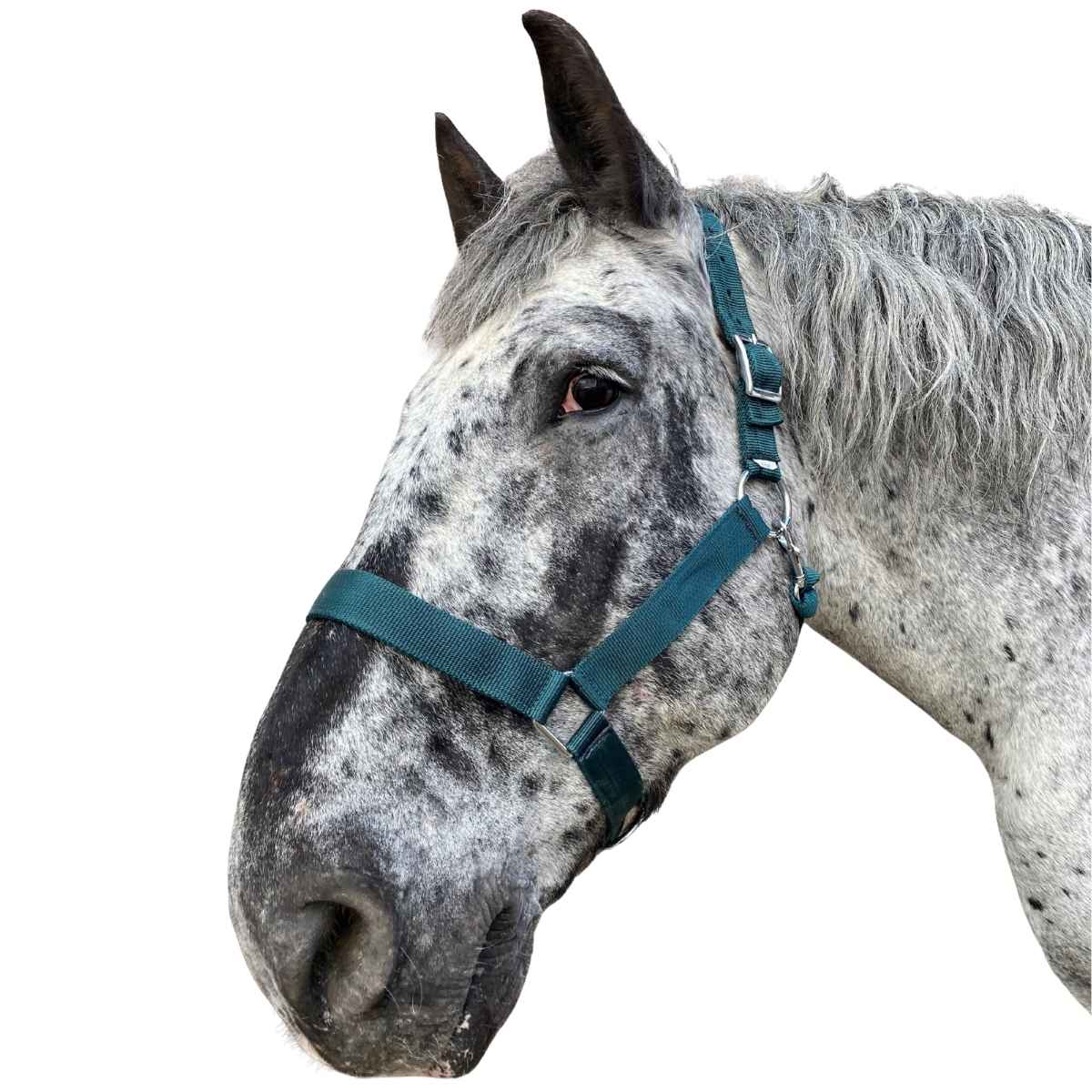 WEISSL Kaltbluthalfter X-Treme, extra stark