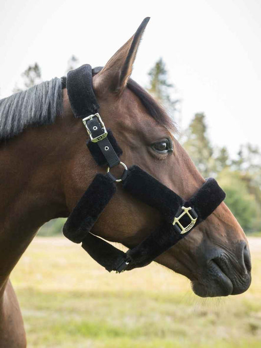 BACK ON TRACK Halfter Fell Audrey 