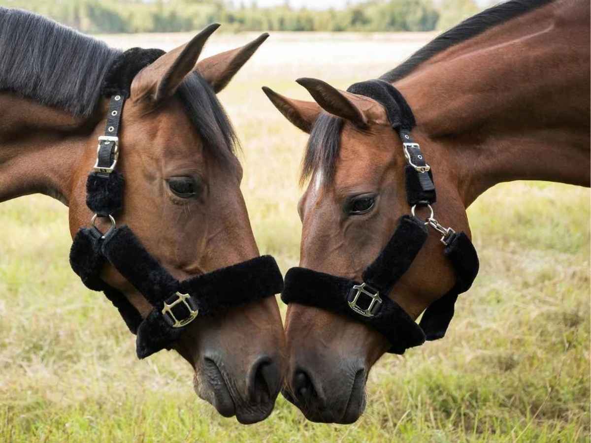 BACK ON TRACK Halfter Fell Audrey 