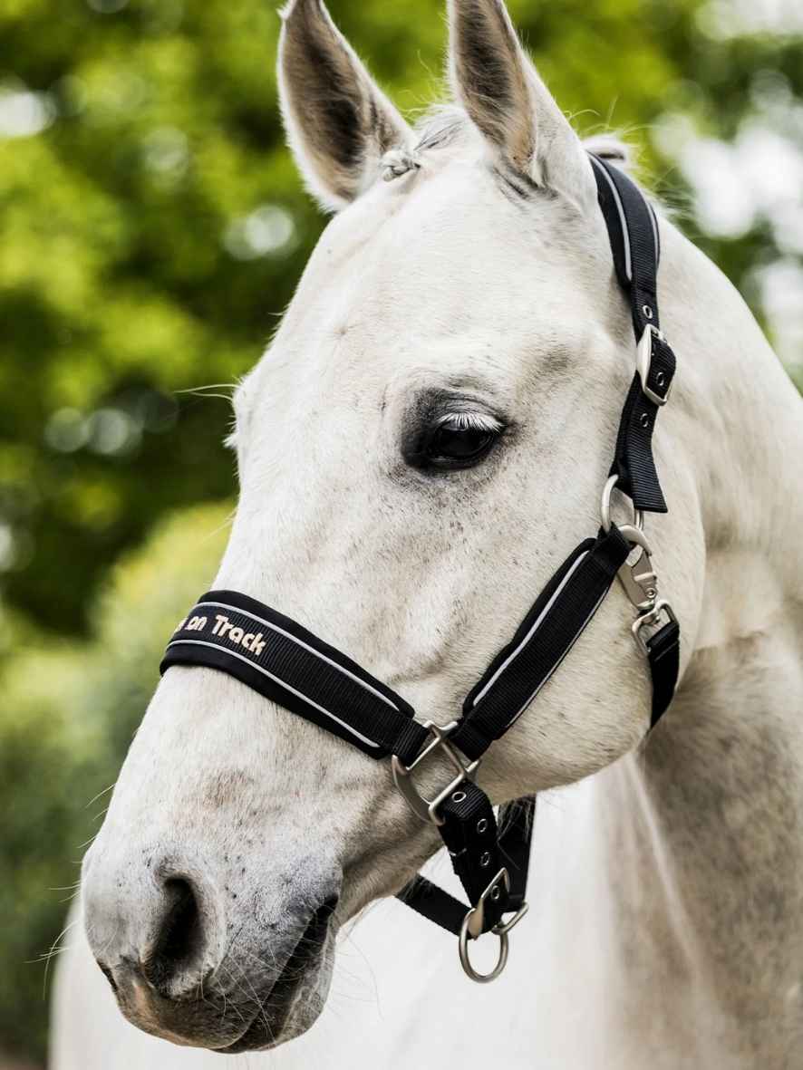 BACK ON TRACK Halfter Werano mit Reflektorstreifen