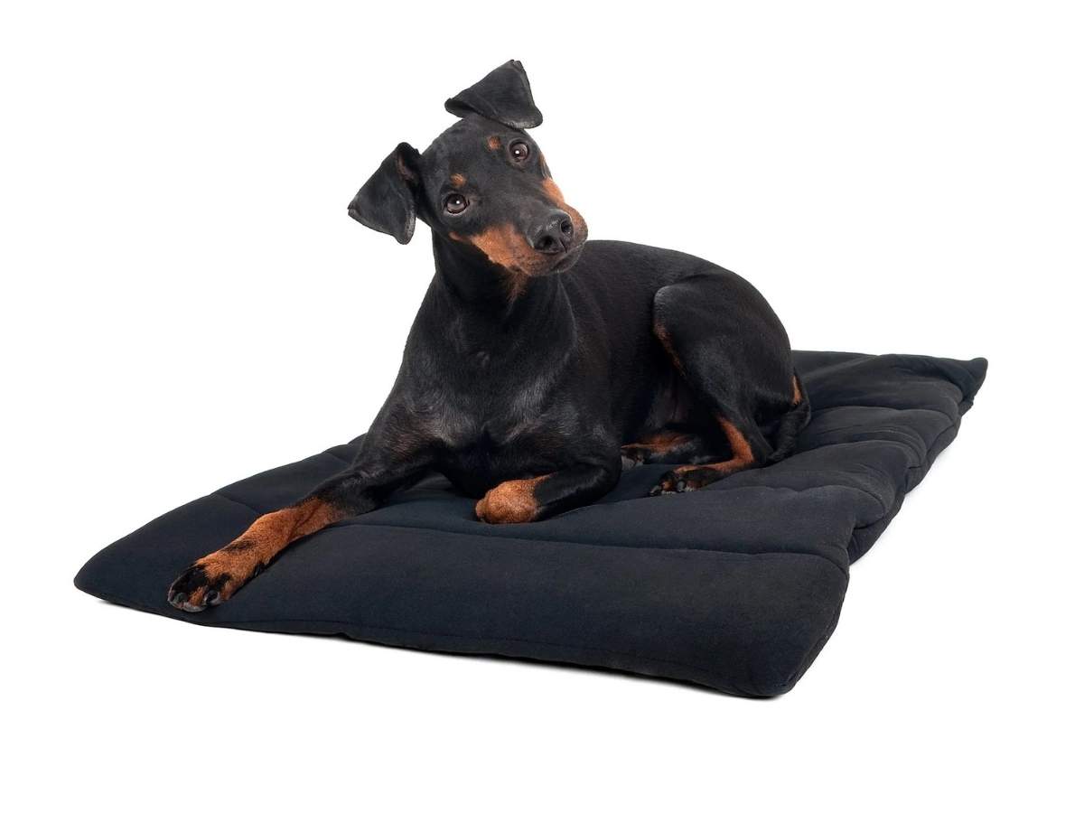 BACK ON TRACK Hundekissen, schwarz, 50 x 68 cm