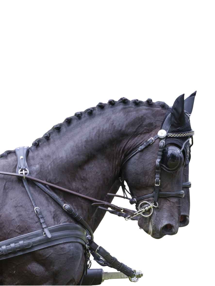 Arden Pferdegeschirr Leder Super LUX Zweispänner Brustblatt anatomisch mit Strangträger