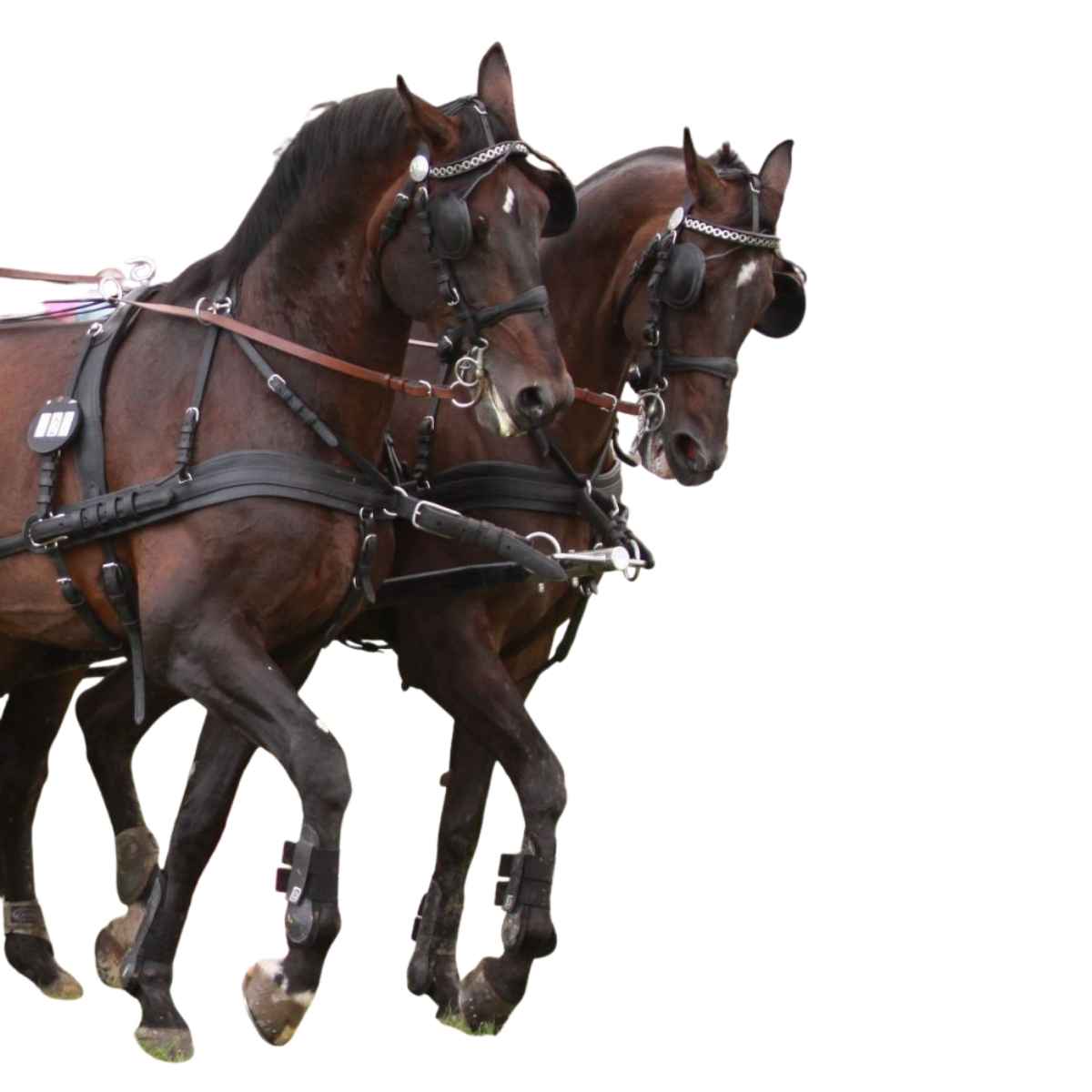 Arden Pferdegeschirr Leder Super LUX Zweispänner Brustblatt anatomisch mit Strangträger