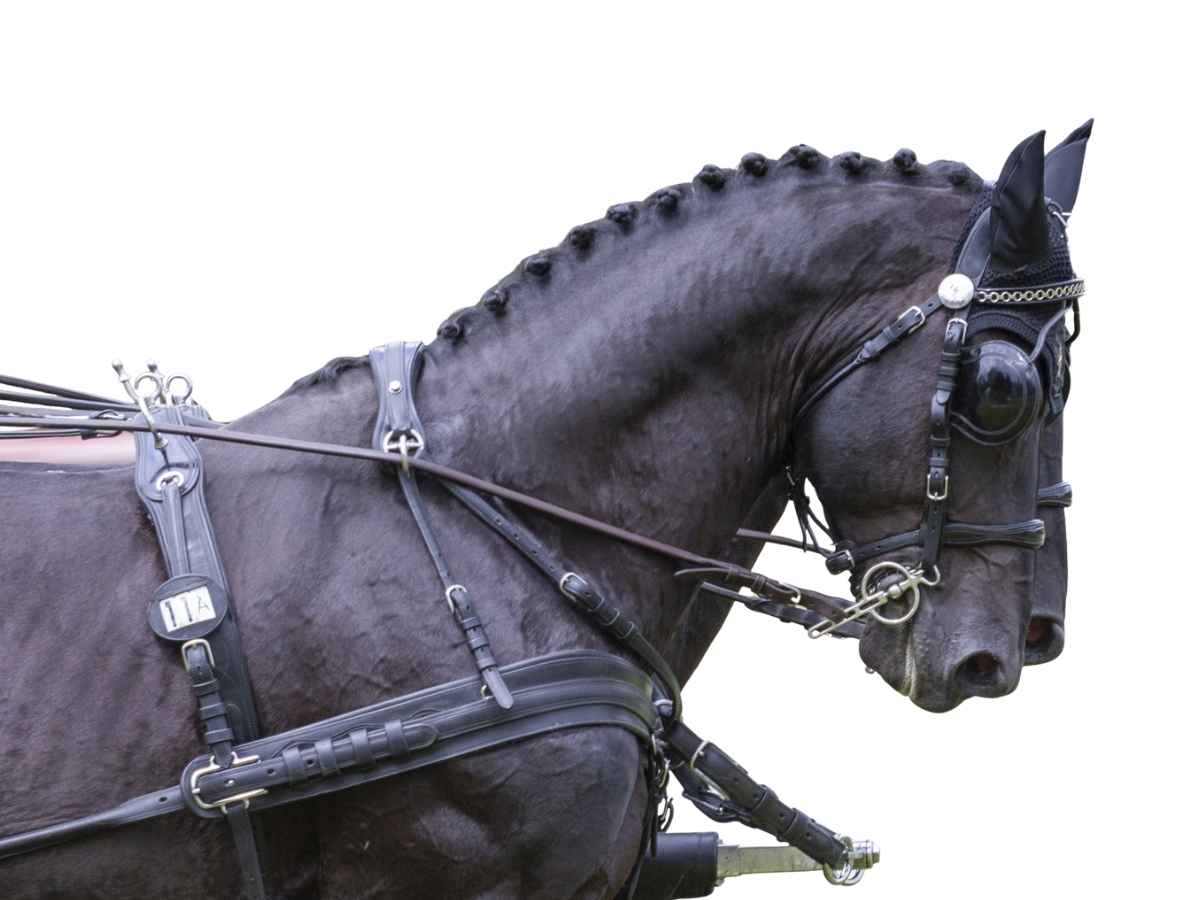 Arden Pferdegeschirr Leder LUX Zweispänner Brustblatt anatomisch mit Strangträger