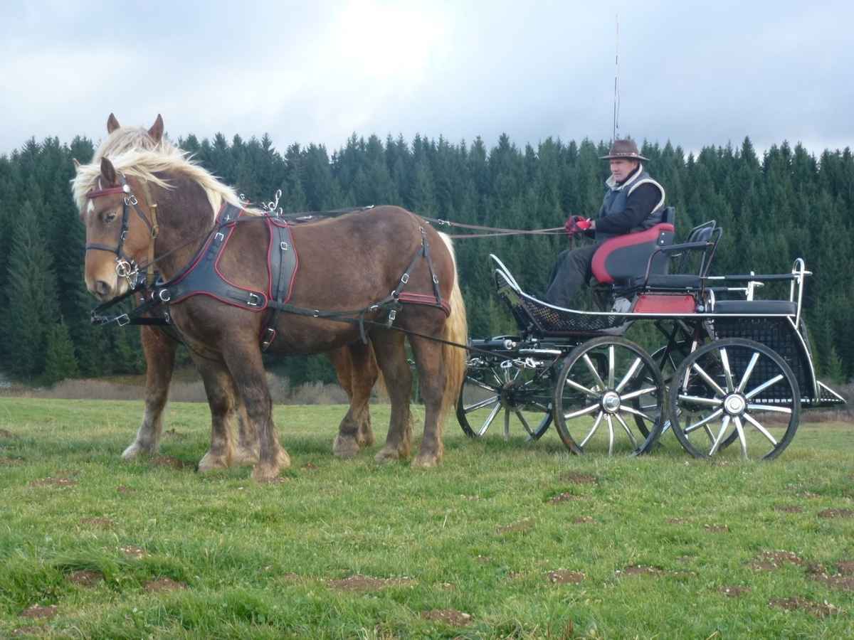 Arden Pferdegeschirr Biothane Zweispänner Marathonkummet mit Strangträger schwarz mit farbigem Keder