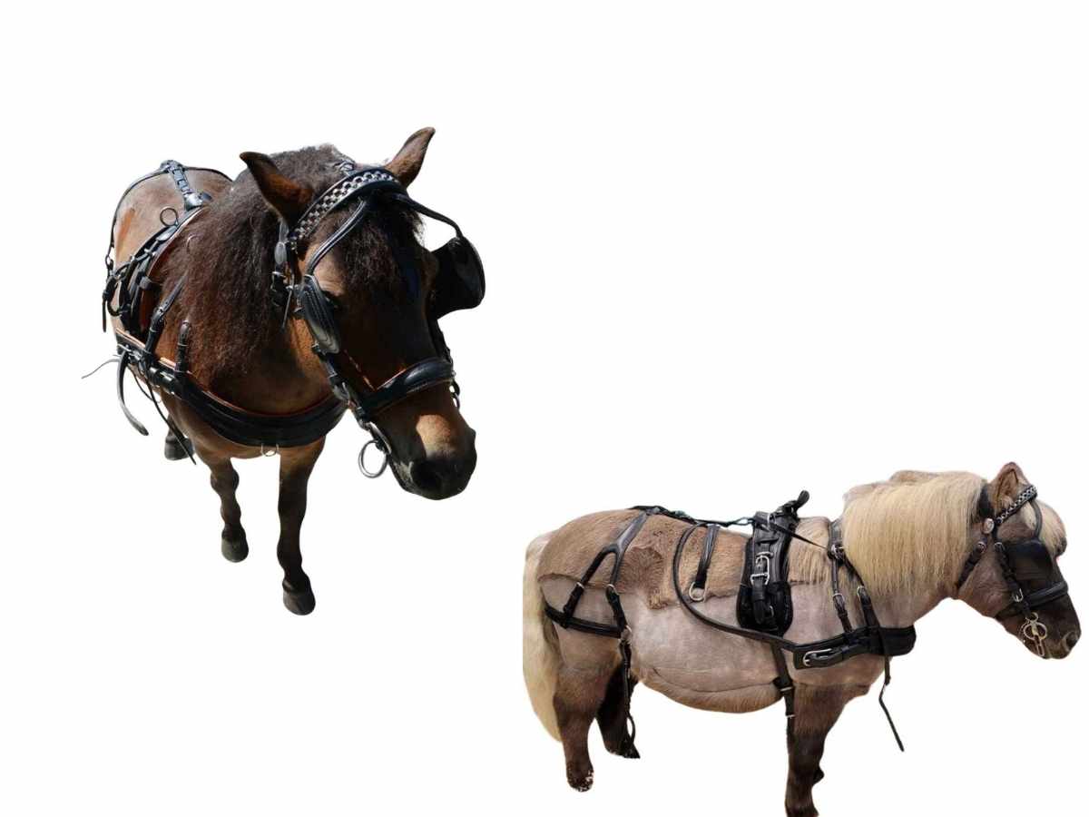 WEISSL Mini Shetty Geschirr Brustblatt Einspänner CLASSIC