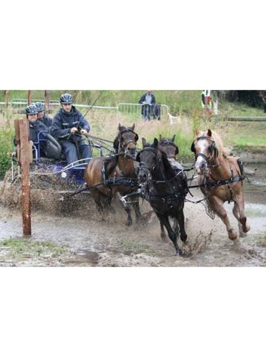 ZILCO Pferdegeschirr Brustblatt Vierspänner SL SHETLAND