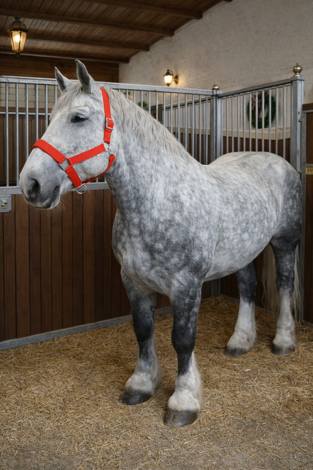 WEISSL Kaltbluthalfter X-Treme, extra stark