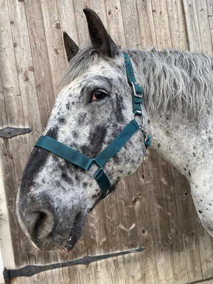 WEISSL Stallhalfter X-Treme